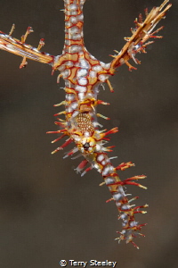 Ornate Ghost Pipefish Portrait.
Ambon, Indonesia
—
Sub... by Terry Steeley 